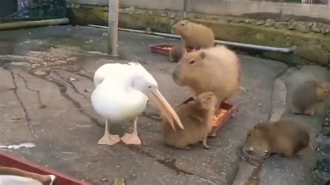Ducks are clearly not bothere. . Pelican eats capybara